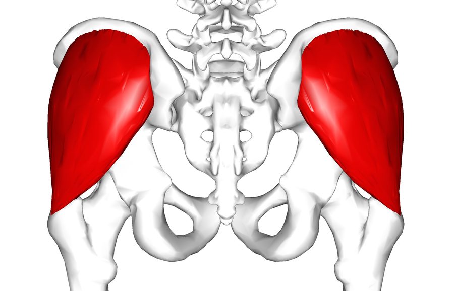Pelvis seen from behind with the gluteus medius muscle shaded red