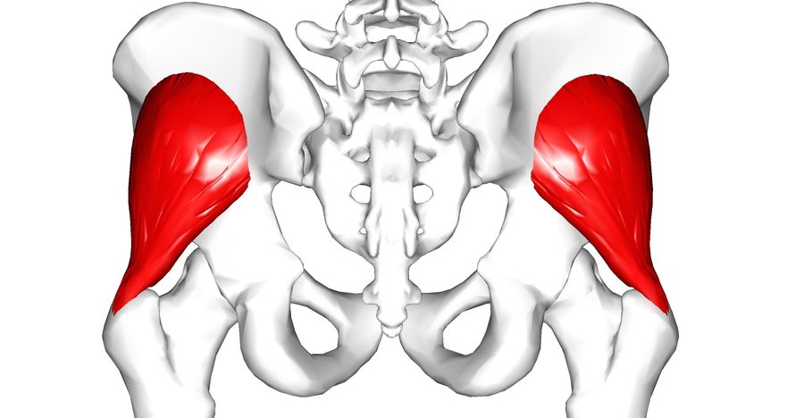 Pelvis seen from behind with the gluteus minimus muscle shaded red, deep to the gluteus medius