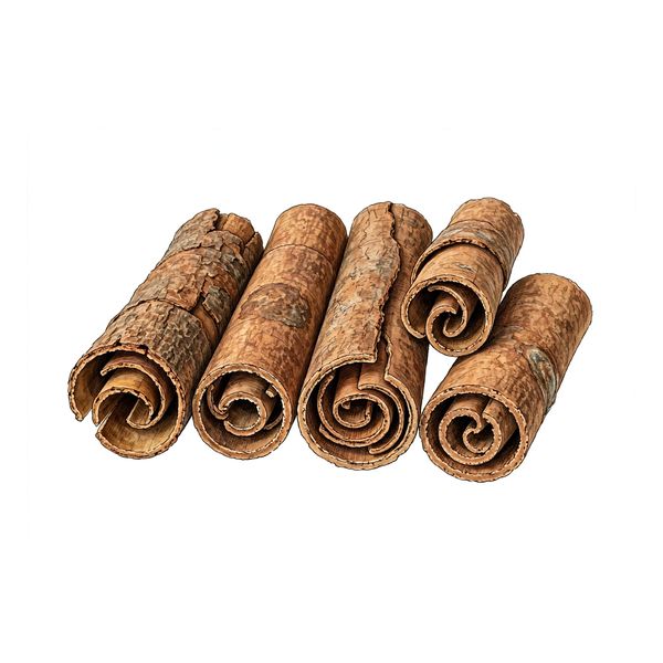 Botanical illustration of cinnamon twig (Gui Zhi)