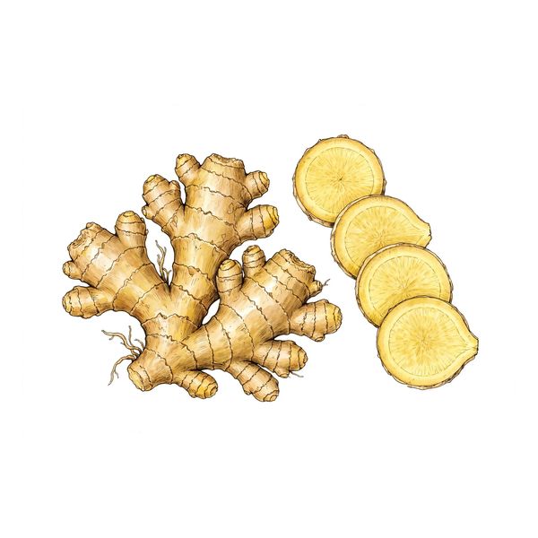 Botanical illustration of fresh ginger (Sheng Jiang)