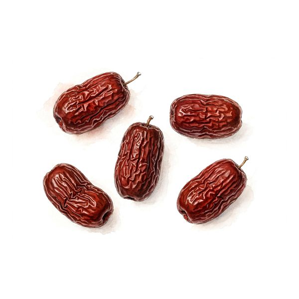 Botanical illustration of jujube date (Da Zao)