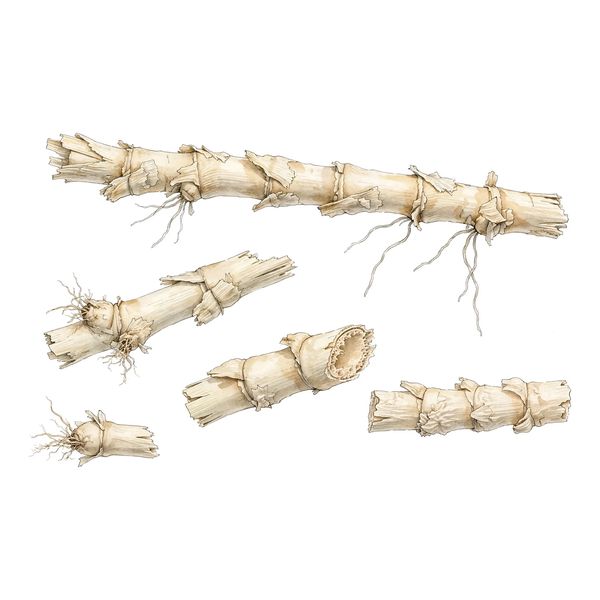 Botanical illustration of reed rhizome (Lu Gen)