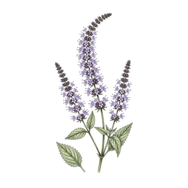 Botanical illustration of schizonepeta (Jing Jie)