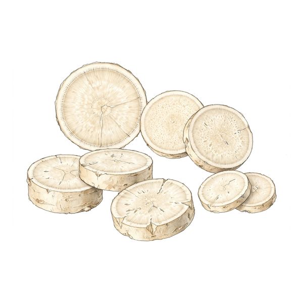 Botanical illustration of white peony root (Bai Shao)