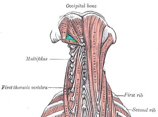 Illustration of the deep posterior neck muscles around the suboccipital triangle at the base of the skull