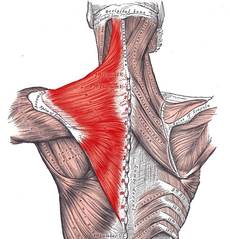 Gray&rsquo;s Anatomy illustration of the back with the trapezius muscle shaded red
