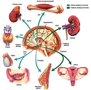 Hormone Imbalance 3