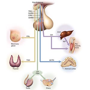 Hormone Imbalance 5