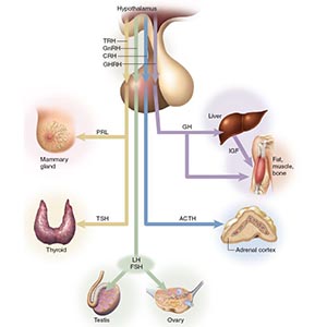 Hormone Imbalance 5