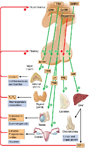 Hormone Imbalance 7