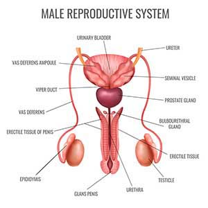 Reproductive 1
