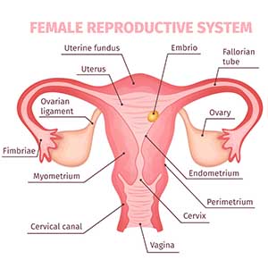 Reproductive 3